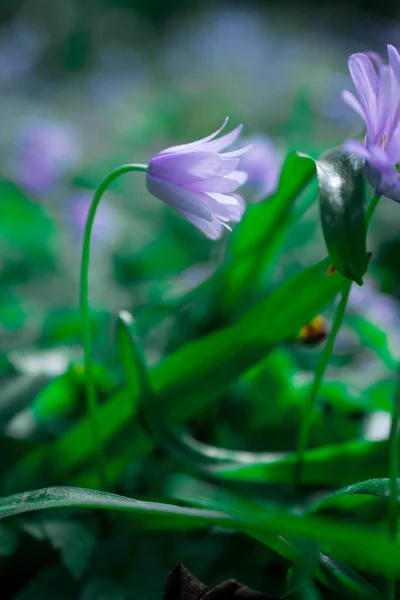 Κοντινό Πλάνο Scilla Verna Beautiful Μπλε Λουλούδι — Φωτογραφία Αρχείου