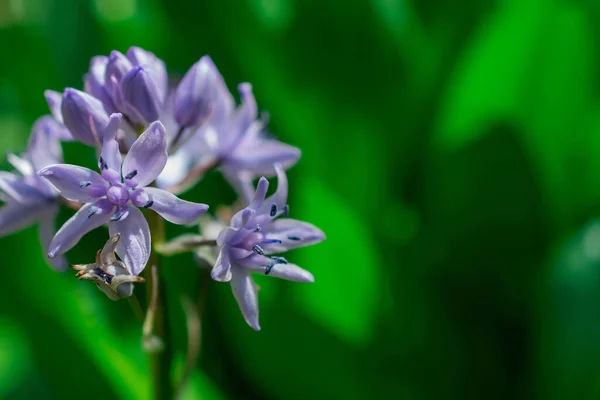Close Scilla Verna Beautiful Blue Flower — Stock Photo, Image