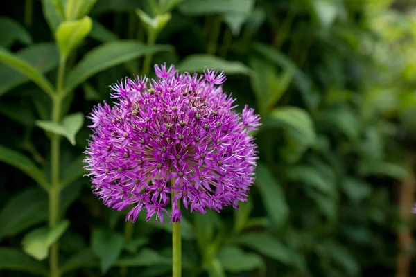 Primer Plano Una Cabeza Flor Allium Contra Fondo Verde Brillante — Foto de Stock