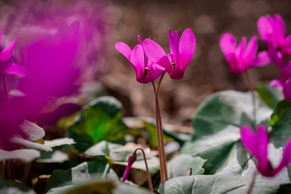 Colorful Cyclamen Flower Spring Garden — Stock Photo, Image