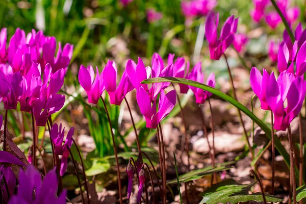 Colorful Cyclamen Flower Spring Garden — Stock Photo, Image