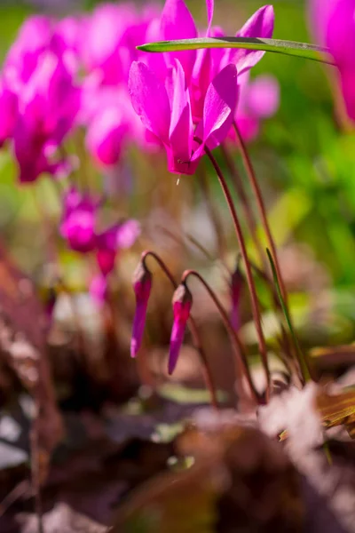 Flor Ciclamen Colorido Jardín Primavera —  Fotos de Stock