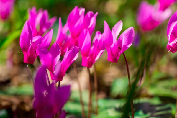 Kolorowy Kwiat Cyklamenu Wiosennym Ogrodzie — Zdjęcie stockowe