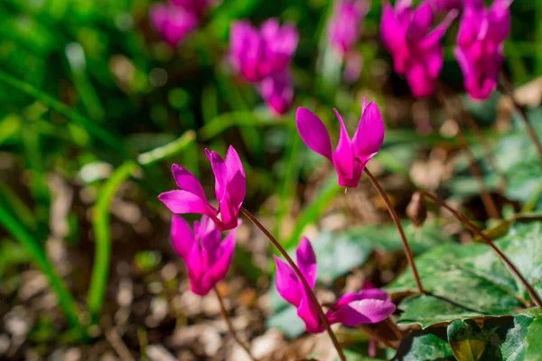 春の庭に咲くカラフルなシクラメン — ストック写真