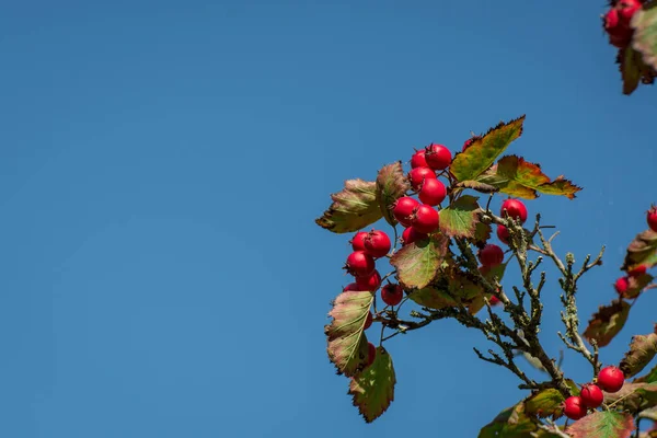 Cerisier Cornouiller Poussant Comme Ces Fruits Rouges Sont Près — Photo