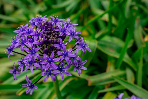 Bir Allium Çiçeğinin Başını Parlak Yeşil Bir Gerzeğe Yaklaştır — Stok fotoğraf