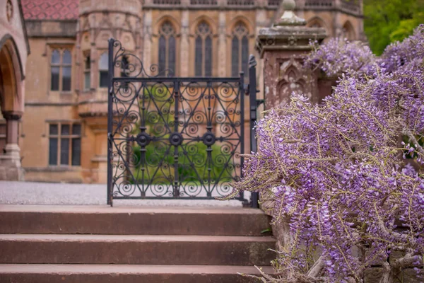 Engelsk Trädgård Med Blommande Blåregn Stenvägg — Stockfoto