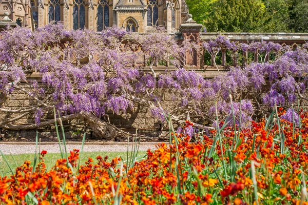 Anglická Zahrada Kvetoucí Vistárií Kamenné Zdi — Stock fotografie