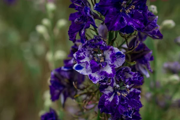 Champ Fleurs Delphinium Colorées Wick Pershore Worcest — Photo