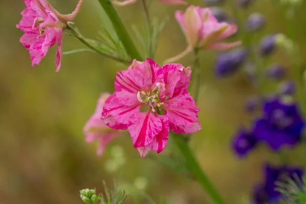 ウィック パーショア ワーストのカラフルなデルフィニウムの花のフィールド — ストック写真