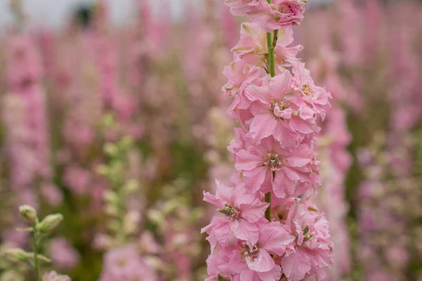 Campo Flores Coloridas Delphinium Wick Pershore Worcest — Fotografia de Stock