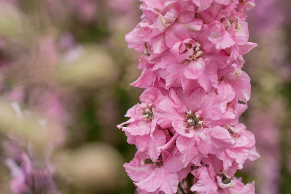 Fält Färgglada Delfinblommor Wick Pershore Worcest — Stockfoto