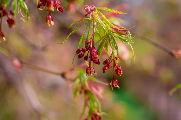 春の庭に緑の龍の葉 — ストック写真
