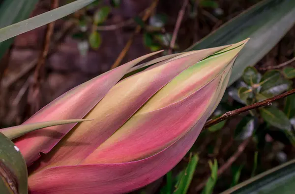 Τεράστια Ανοιξιάτικα Λουλούδια Μπουμπούκι Άδεια — Φωτογραφία Αρχείου