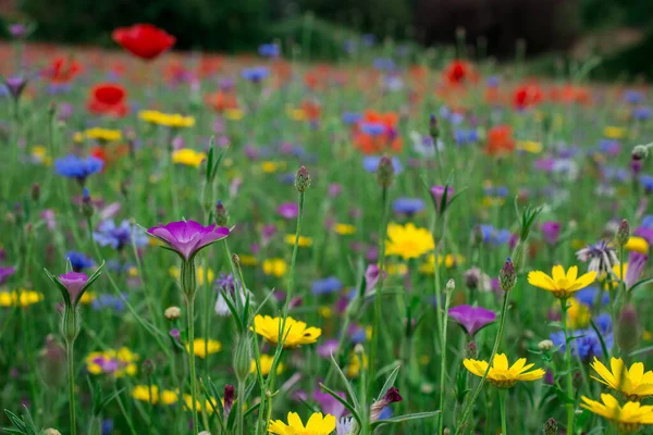 Maki Kwiaty Kukurydzy Polu Dzikich Kwiatów — Zdjęcie stockowe