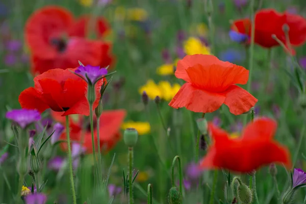 Poppies Korenbloemen Een Veld Van Wilde Bloemen — Stockfoto