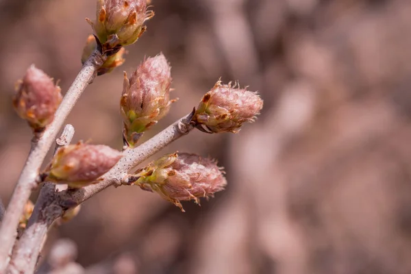藤の裸の枝に春の芽 — ストック写真