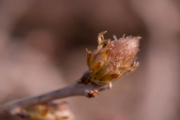 Singola Gemma Primaverile Ramo Nudo Glicine — Foto Stock