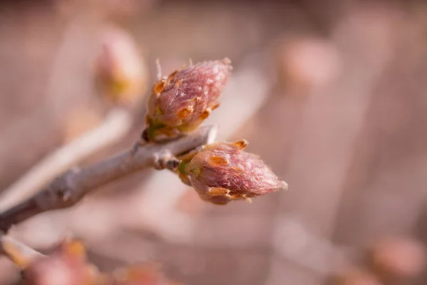 紫藤枝条上的单春芽 — 图库照片