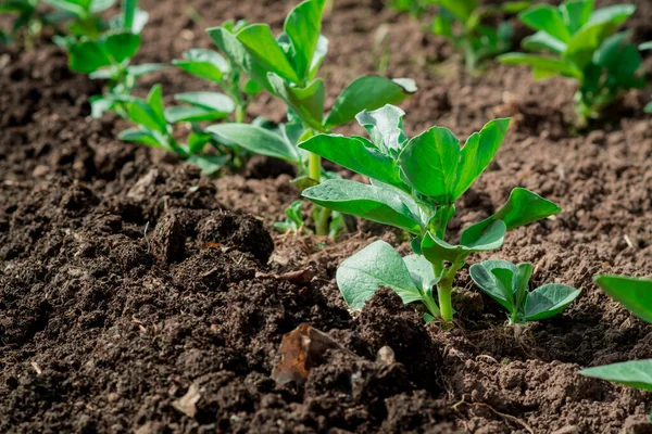 Légumes Printemps Poussant Dans Jardin — Photo