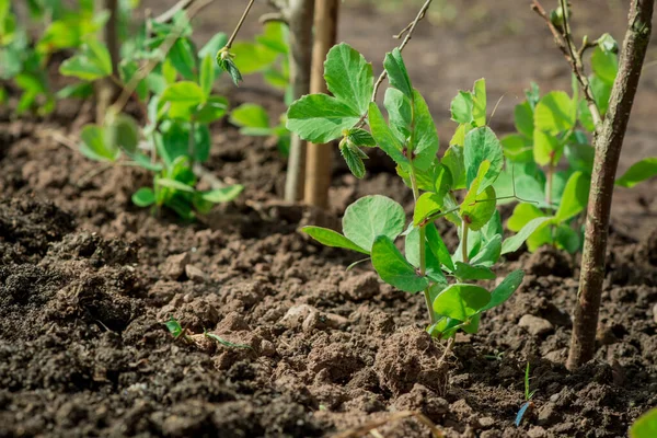 Légumes Printemps Poussant Dans Jardin — Photo