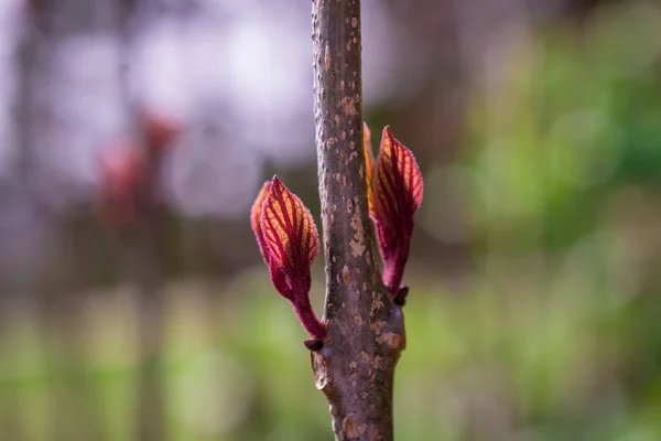 Tender Springtime Nature Park — Stock Photo, Image