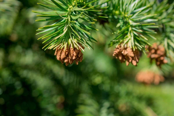 Tenera Natura Primaverile Nel Parco — Foto Stock