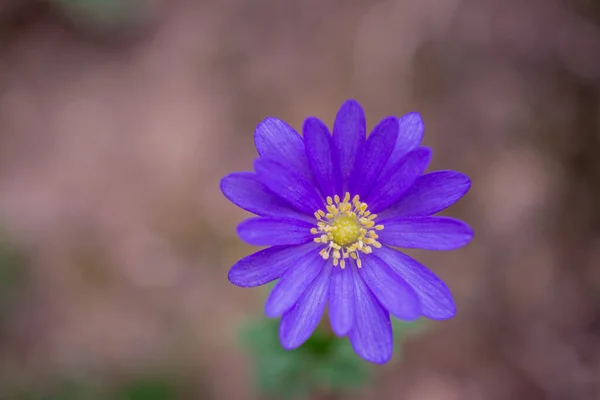 Aparición Una Flor Anémona Color Lila Desde Arriba — Foto de Stock
