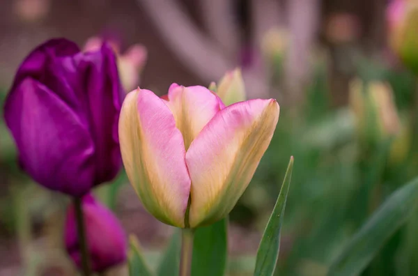 Blooming Tulips Spring Garden — Stock Photo, Image