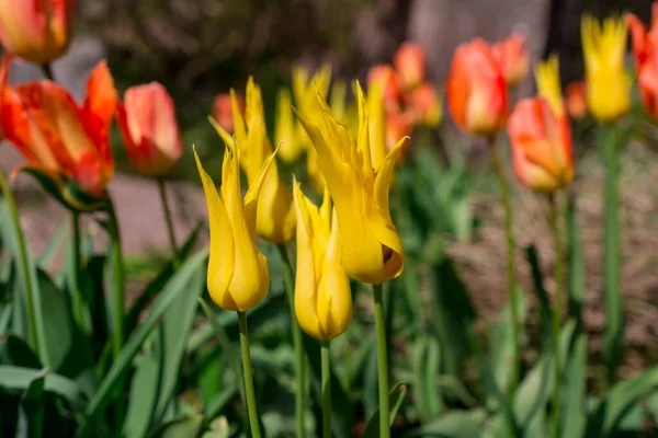 Bahar Bahçesinde Açan Laleler — Stok fotoğraf