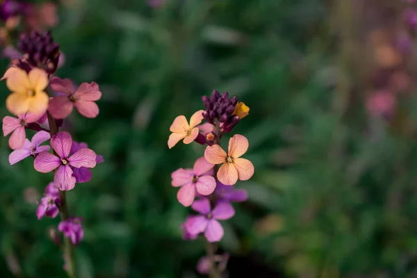 Wallflower Erysimum Fleur Dans Jardin Printemps — Photo