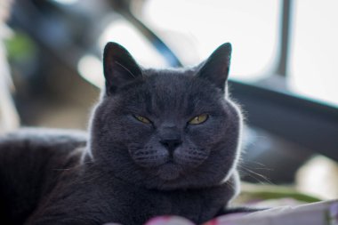  İngiliz gri kedisi karavana yaklaşıyor.