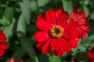 Pembe Dhalia Çiçeğinin Kapanışı