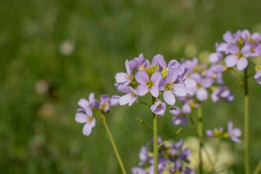 Guguk Kuşu ya da Bayan Önlüğü - Cardamine Pratensis