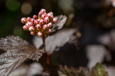 Yazın çiçek açan küçük çiçekler. Kapatın.