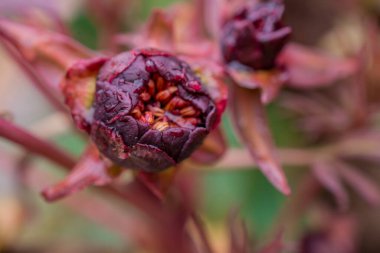 Pembe şakayık çiçekleri (Paeonia oy hakkı savunucusu) yaz çiçekleri
