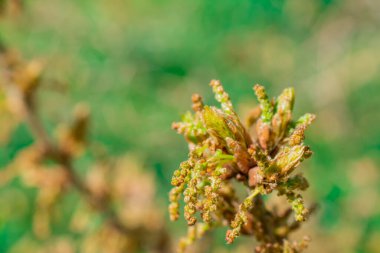 Baharda yeşil yong yaprakları