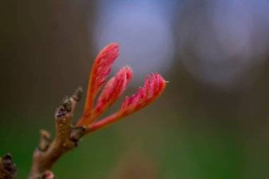 Baharda yeşil yong yaprakları