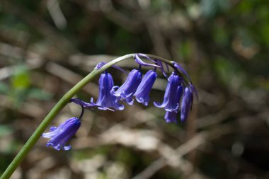 Yabani çan çiçeklerinin Macro filizleri Sabah çiyleri Orman Mea