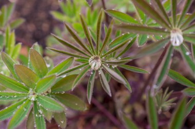 Bahar yapraklarındaki sabah çiğ taneleri