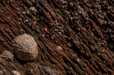 İngiltere 'de deniz seviyesinde çakıl taşı plajı ve deniz kabuğu manzaralı plaj