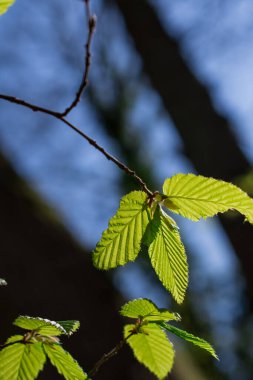 spring leaves on  green  background