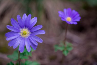 Lila renginde bir anemon çiçeğinin yukarıdan görünüşü
