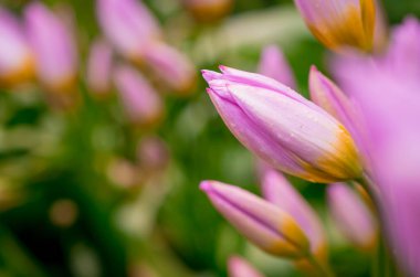 Bahar bahçesinde açan laleler