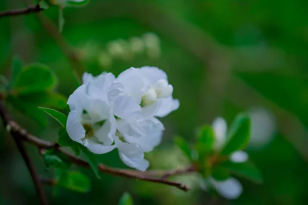 Hermosas Flores Blancas Jardín Primavera —  Fotos de Stock