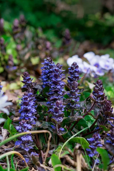 Mooie Witte Lente Bloem Tuin — Stockfoto