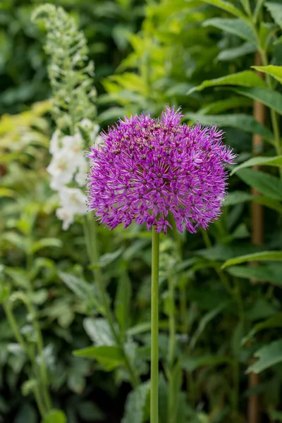 Närbild Allium Blomma Huvud Mot Ljus Grön Bakgrund — Stockfoto