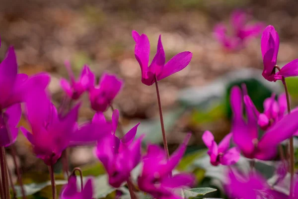정원에 꽃피는 섬사람들 — 스톡 사진