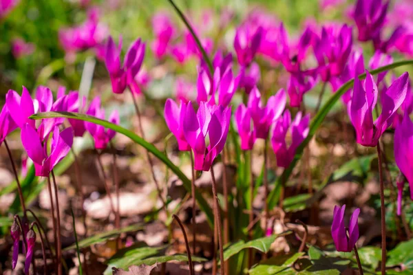 Színes Ciklámen Virág Tavaszi Kertben — Stock Fotó