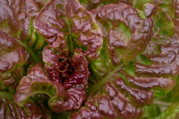 Different Kinds Lettuce Vegetable Garden — Stock Photo, Image